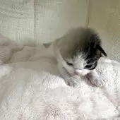 サイベリアンとラグドールのMIX【愛知県・男の子・2025年5月8日・ブラウンタビー&ホワイト】の写真6