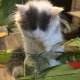 マンチカン(長足)【愛知県・男の子・2025年5月2日・ブルー&ホワイト】の写真6