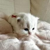 ミヌエット(長足)【愛知県・女の子・2025年4月25日・クリーム&ホワイト】の写真6