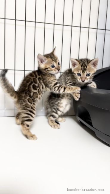 生後、子猫はケージ内で母猫と過ごします。母猫の背中を見て育ちます。｜岩川　貴恵(いわかわ　たかえ)ブリーダー(神奈川県・ベンガルなど・NAG登録)の紹介写真3