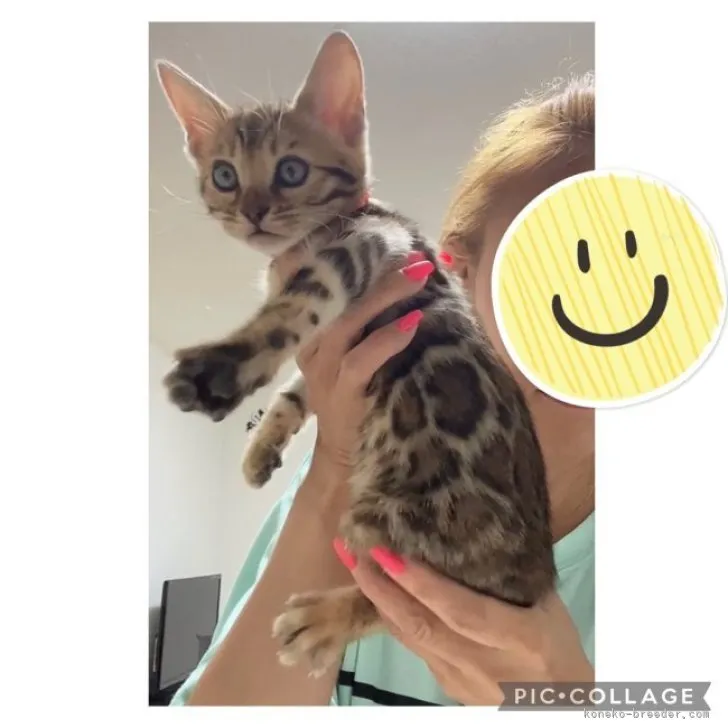 MOCA 様のお迎えした子猫