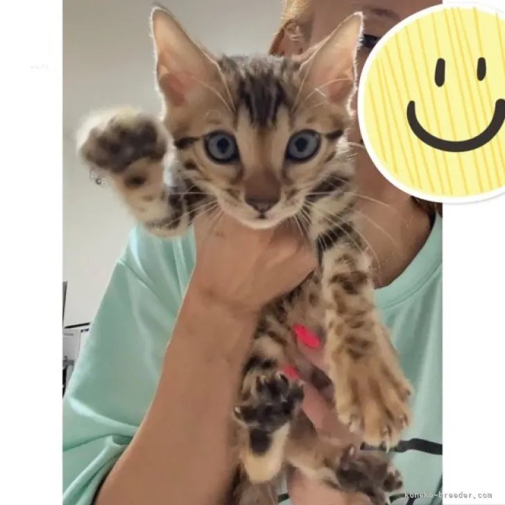 ID：2310-00717の子猫