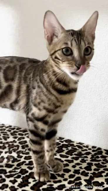 ID：2112-00133の子猫