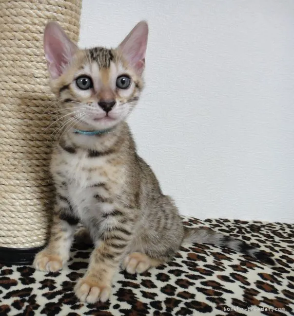 ID：2110-01407の子猫