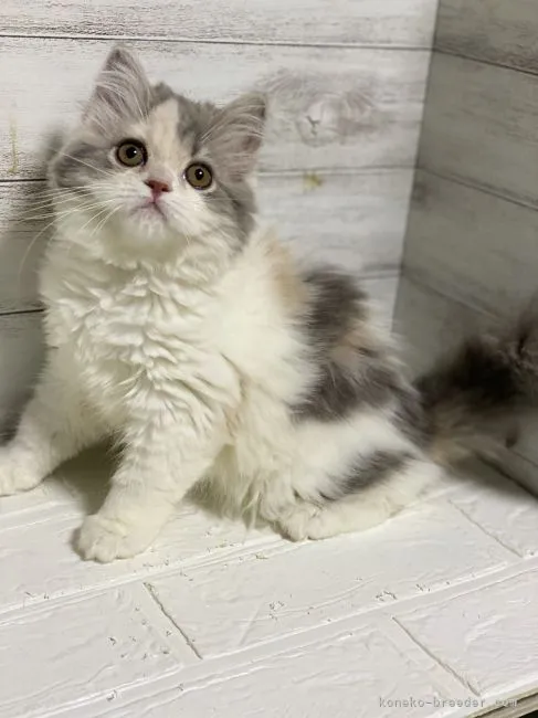 ID:2105-01075の子猫