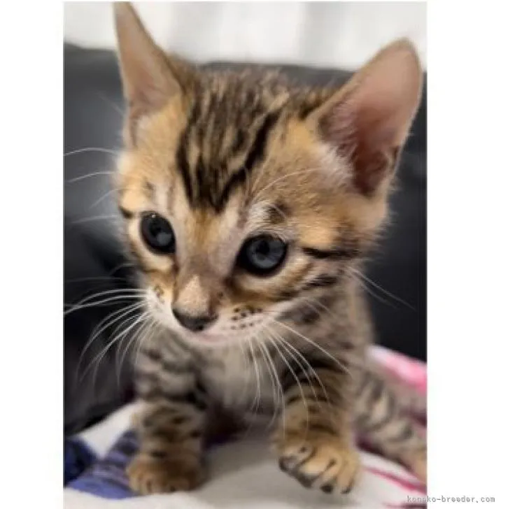 ID：2212-00192の子猫