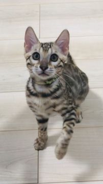 ベンガル【神奈川県・男の子・2021年8月19日・ブラウンスポッテッドタビー(ロゼット)】の写真「兄弟の中で一番大きい!!」