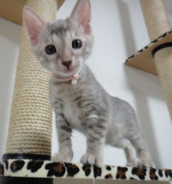 ベンガル【神奈川県・女の子・2021年8月19日・ブルースポッテッドタビー】の写真「ブルーは希少カラーでとにかくｶﾜ(・∀・)ｲｲ!!」