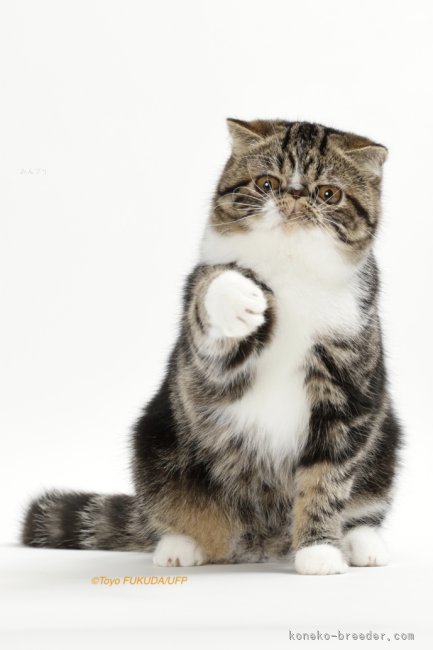 田中　雅子(たなか　まさこ)ブリーダー(熊本県・エキゾチックショートヘア・CFA/TICA/国内血統書登録)の紹介写真1