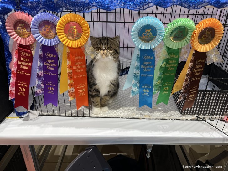 田中　雅子(たなか　まさこ)ブリーダー(熊本県・エキゾチックショートヘア・CFA/TICA/国内血統書登録)の紹介写真2