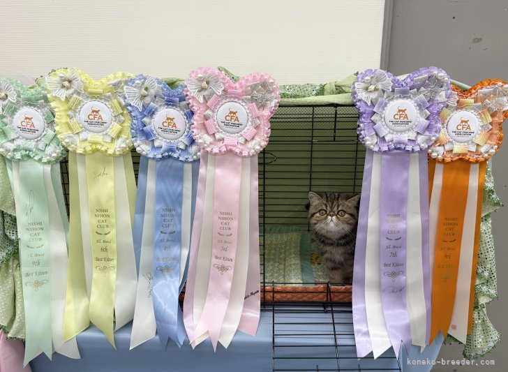 田中　雅子(たなか　まさこ)ブリーダー(熊本県・エキゾチックショートヘア・CFA/TICA/国内血統書登録)の紹介写真3