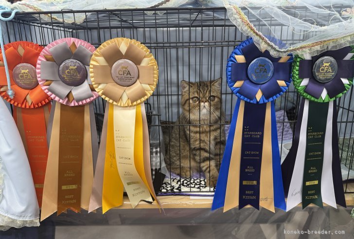 田中　雅子(たなか　まさこ)ブリーダー(熊本県・エキゾチックショートヘア・CFA/TICA/国内血統書登録)の紹介写真4