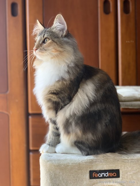 当キャッテリーで産まれた子です。ヨーロッパラインの綺麗な横顔です。｜内川　愛(うちかわ　めぐみ)ブリーダー(東京都・ノルウェージャンフォレストキャット・TICA登録)の紹介写真3