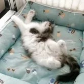 ノルウェージャンフォレストキャット【東京都・男の子・2025年8月5日・ブラッククラシックタビー&ホワイト】の写真6