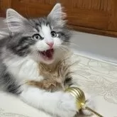 ノルウェージャンフォレストキャット【東京都・男の子・2025年8月5日・ブラッククラシックタビー&ホワイト】の写真6