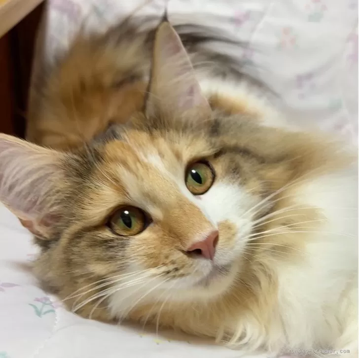 ID：2504-00911の子猫