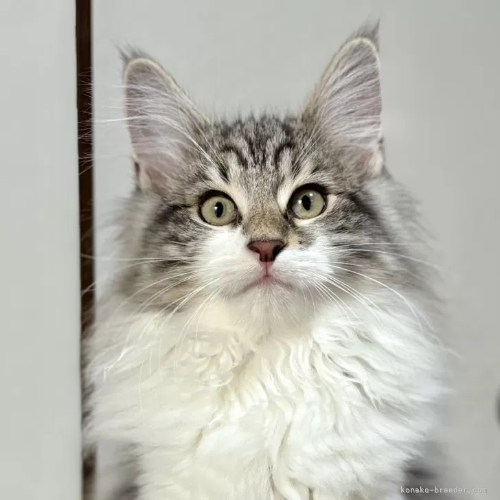 ノルウェージャンフォレストキャット【東京都・男の子・2025年8月5日・ブラッククラシックタビー&amp;ホワイト】の写真1