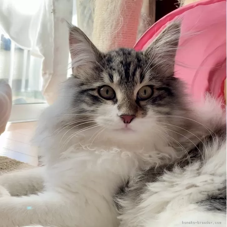 ID：2509-01542の子猫