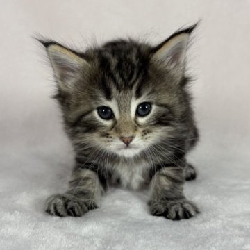 ノルウェージャンフォレストキャット【東京都・女の子・2025年10月17日・ブラウンクラッシックタビー（ダブルコート）】の写真「ブラウンタビーのキュートな女の子🩷✨」