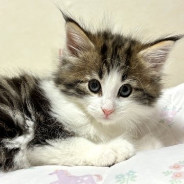 ノルウェージャンフォレストキャット【東京都・男の子・2025年10月17日・ブラウンクラッシックタビー&ホワイト（ダブルコート）】の写真「元気いっぱい！人懐こい男の子🍀」