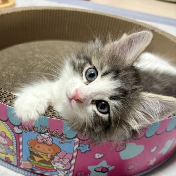 ノルウェージャンフォレストキャット【東京都・女の子・2025年8月5日・ブラッククラシックタビー&ホワイト（ダブルコート）】の写真「商談中です。」