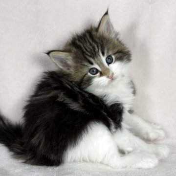 ノルウェージャンフォレストキャット【東京都・女の子・2025年10月17日・ブラウンクラッシックタビー&ホワイト（ダブルコート）】の写真「好奇心旺盛な明るい女の子💕」