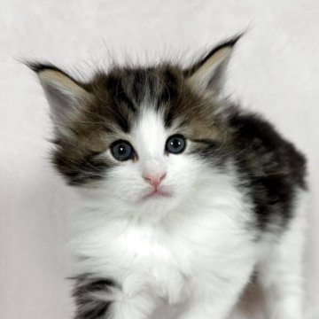 ノルウェージャンフォレストキャット【東京都・男の子・2025年10月17日・ブラウンクラッシックタビー&ホワイト（ダブルコート）】の写真「元気いっぱい！人懐こい男の子🍀」