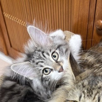 ノルウェージャンフォレストキャット【東京都・男の子・2025年8月5日・ブラッククラシックタビー&ホワイト（ダブルコート）】の写真「人懐っこく、おっとりした性格の男の子🐱💕」