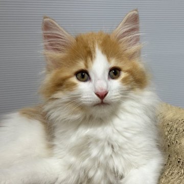 ノルウェージャンフォレストキャット【東京都・男の子・2025年2月4日・レッドクラシックタビー&ホワイト（柔らかい）】の写真「ヨーロッパラインの人懐こい男の子💕」