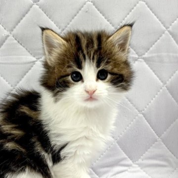 ノルウェージャンフォレストキャット【東京都・男の子・2025年10月17日・ブラウンクラッシックタビー&ホワイト（ダブルコート）】の写真「目が魅力的なおっとり系の男の子🍀」