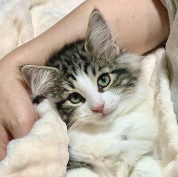 ノルウェージャンフォレストキャット【東京都・男の子・2025年8月5日・ブラッククラシックタビー&ホワイト(ダブルコート)】の写真「お膝の上が大好き💕キュートなお顔の男の子🐱✨」