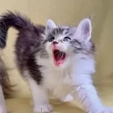 ノルウェージャンフォレストキャット