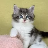 ノルウェージャンフォレストキャット