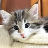 ノルウェージャンフォレストキャット