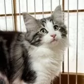 ノルウェージャンフォレストキャット