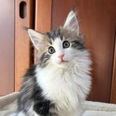 ノルウェージャンフォレストキャット