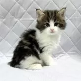ノルウェージャンフォレストキャット【東京都・男の子・2025年10月17日・ブラウンクラッシックタビー&ホワイト】の写真3