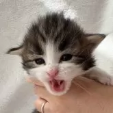 ノルウェージャンフォレストキャット【東京都・男の子・2025年10月17日・ブラウンクラッシックタビー&ホワイト】の写真7「よく鳴いてます」