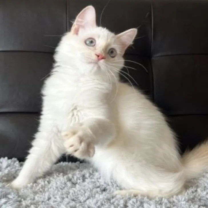 ID:2212-00946の子猫