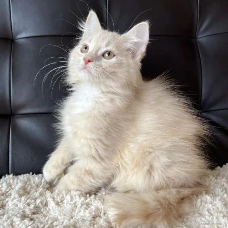 ID:2212-00945の子猫