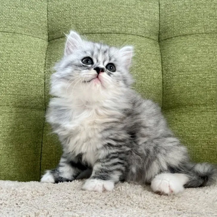 ID：2305-03325の子猫