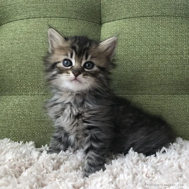 ID：2111-01741の子猫