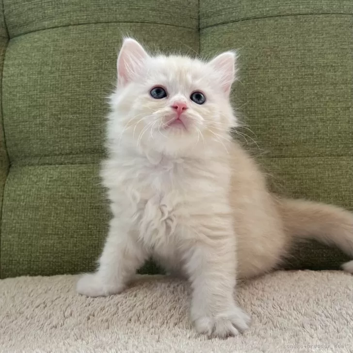 ID：2409-00377の子猫