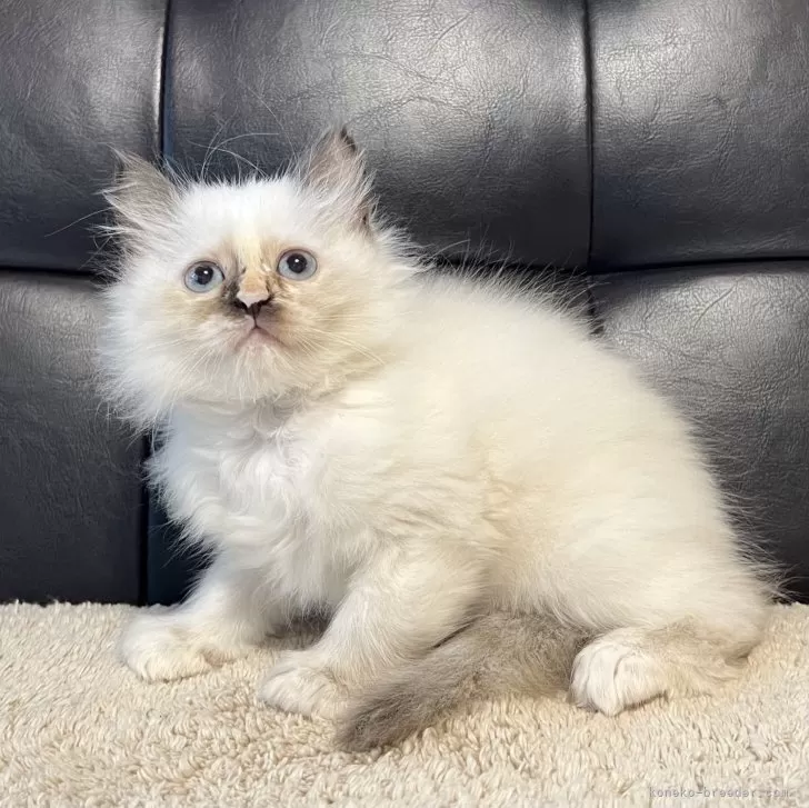 ID：2402-00850の子猫