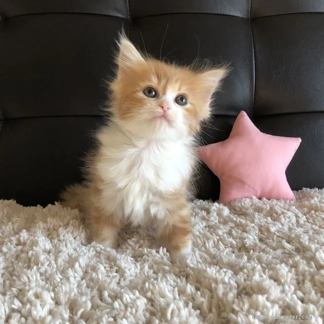 ID：2101-00737の子猫