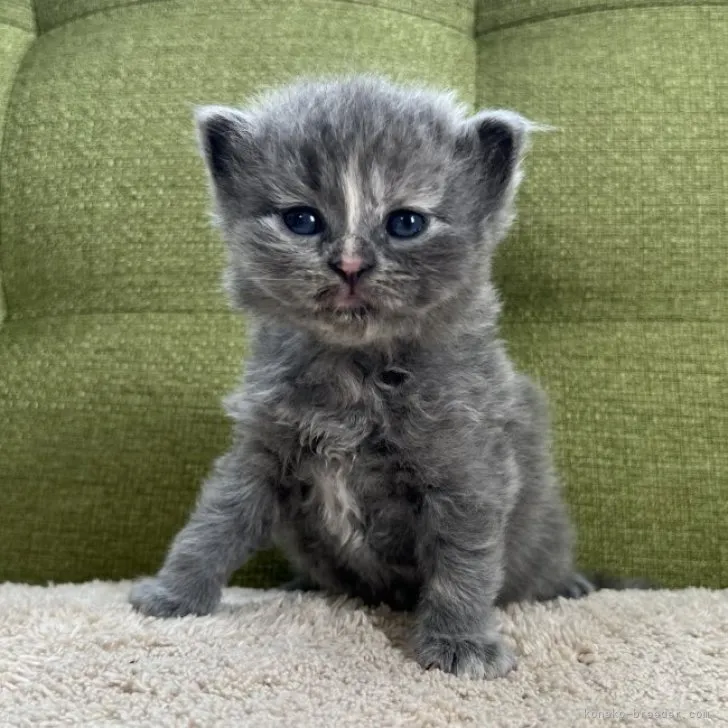 ID:2306-02918の子猫