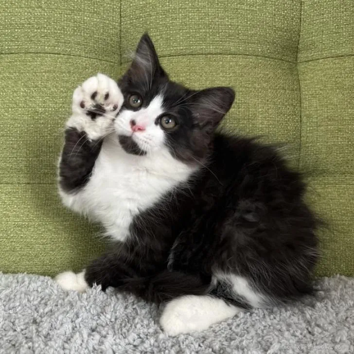 ID：2301-00876の子猫
