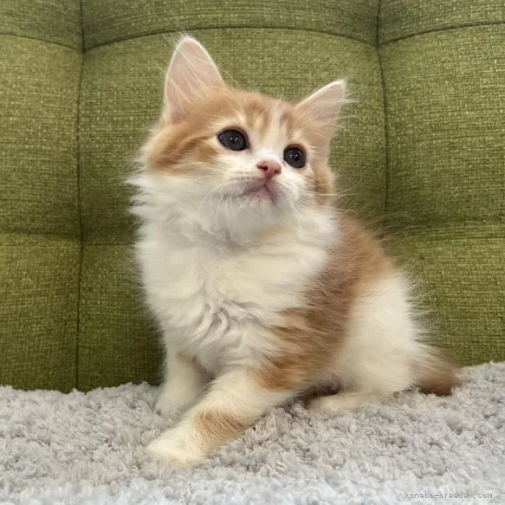 ID:2212-00524の子猫