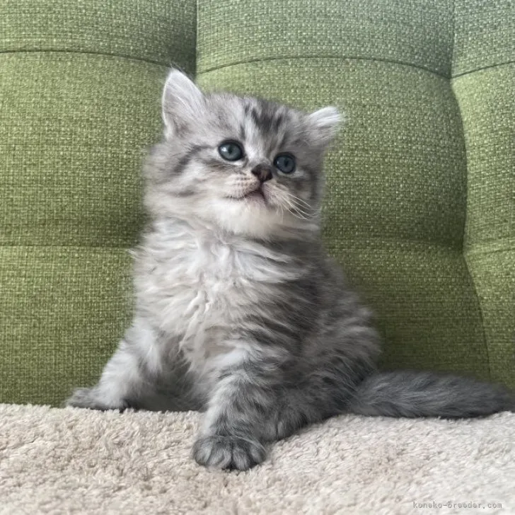 ID:2309-01449の子猫