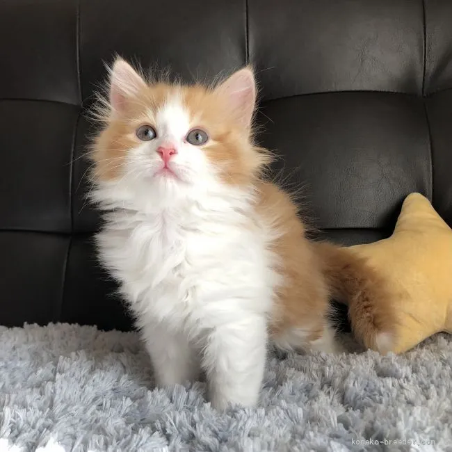 ID：2011-02111の子猫